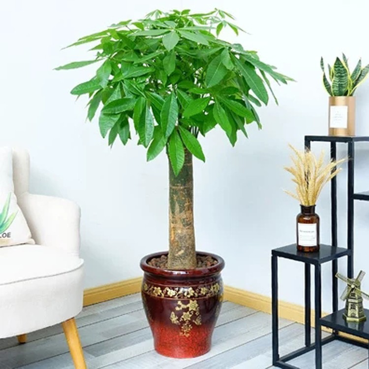 園藝知識(shí)：室內(nèi)植物擺放的十大好處！