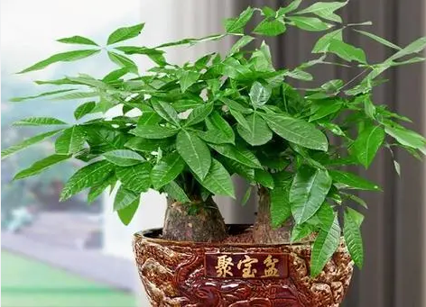 【園藝知識(shí)】發(fā)財(cái)樹的培植方法