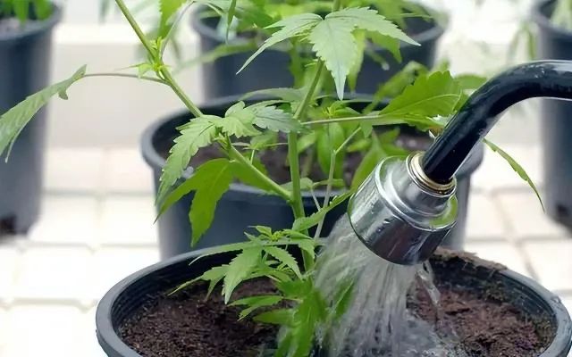 園藝技巧與植物養(yǎng)護(hù)