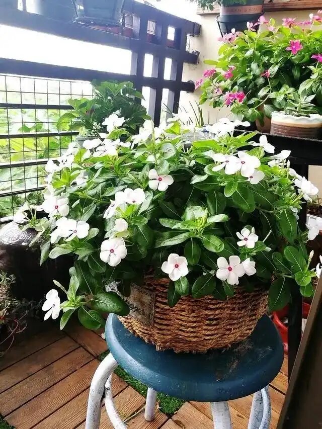 長春花1.jpg